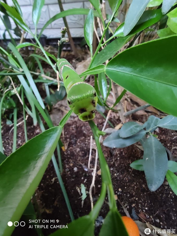 lgg8怎么样值得入手吗,lgg8值得入手吗