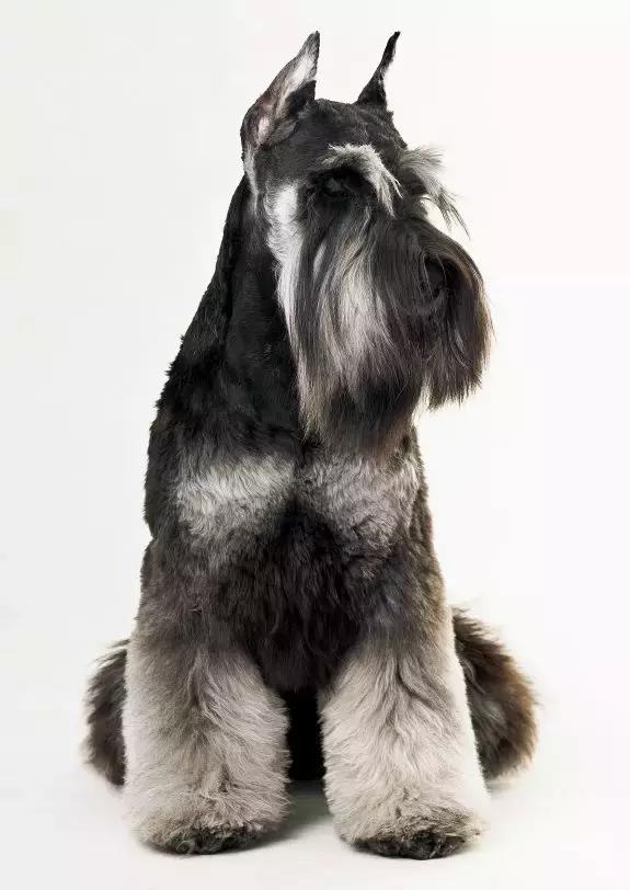 NO.1流行犬种——迷你雪纳瑞你了解多少？