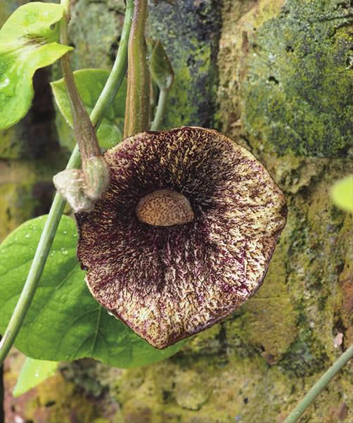 马兜铃科马兜铃属植物柔毛马兜铃,马兜铃目植物