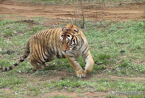 野生豹子战斗力,最厉害的野生豹子