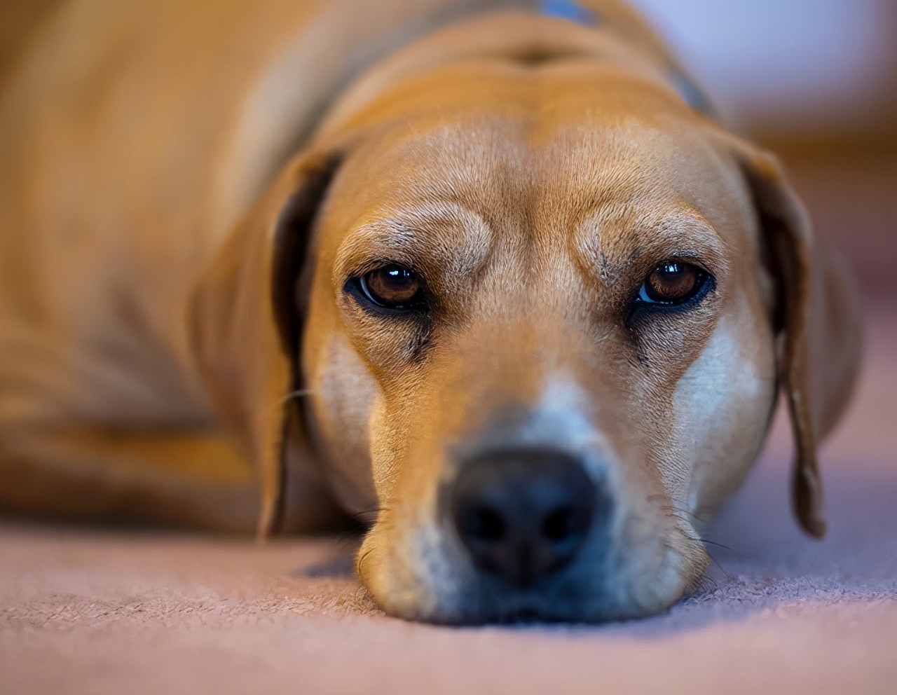 狗狗流鼻涕什么原因,狗狗发烧感冒流鼻涕怎么办