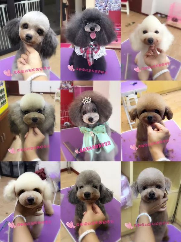 讲述宠物美容行业里拥有自己想要的人生