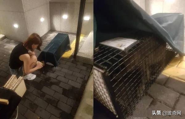 流浪猫英短生宝宝,救助被遗弃的英短蓝猫