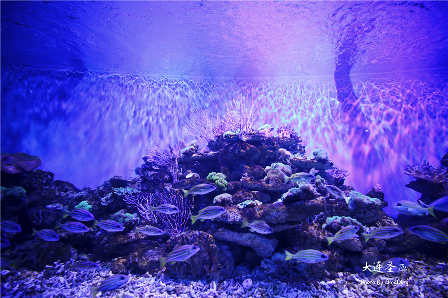 北方明珠活力四射的浪漫之都大连，国内最具特色的海洋世界圣亚