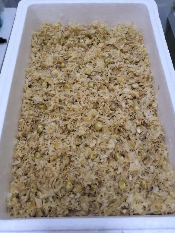 君子兰砍头憋出小芽子怎么养护,君子兰露头后怎么处理