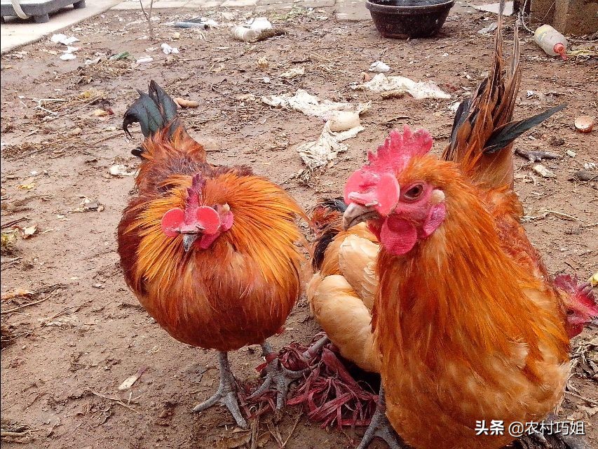 鸡相互之间啄毛是怎么回事,鸡啄毛怎么治最快最有效