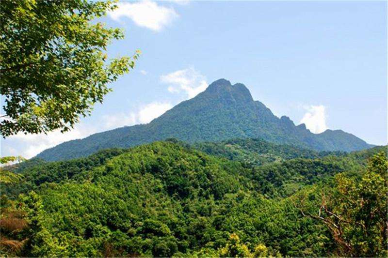 猴杯讲述了什么,猴杯故事梗概