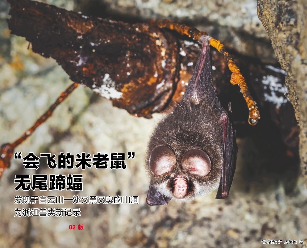 丽水白云山最新视频,丽水莲都区白云山公园山洞