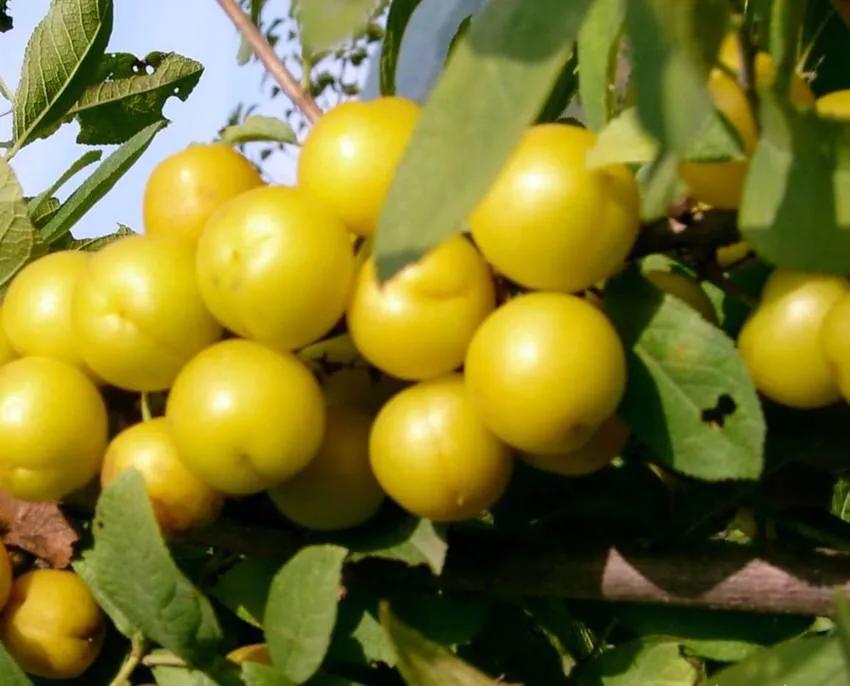 欧李～春观花，夏赏叶，秋品果；既可观赏，也可食用，一举两得。