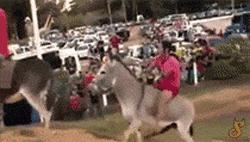 乌龟：你看那口锅，像极了爱情