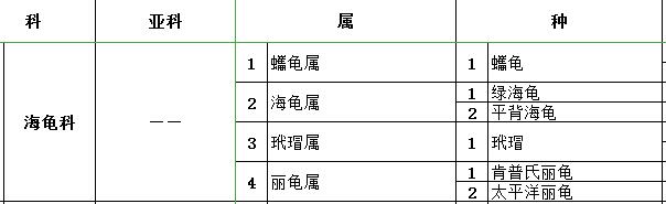 有趣的海龟是怎么样的,海龟特点与有趣之处