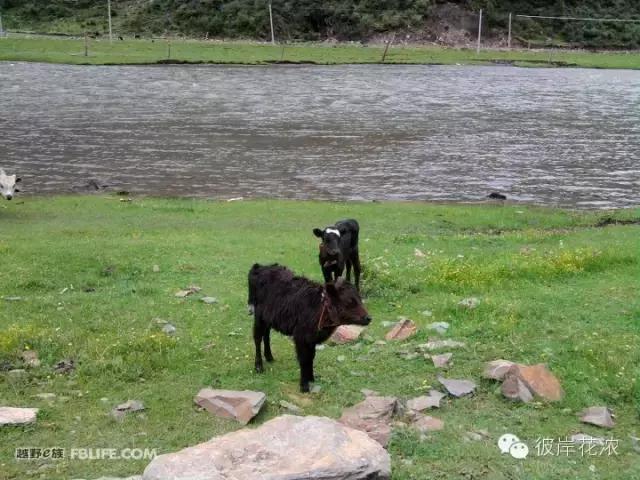 用灵魂触摸难以释怀的乡恋,用灵魂去触碰那段岁月朗诵