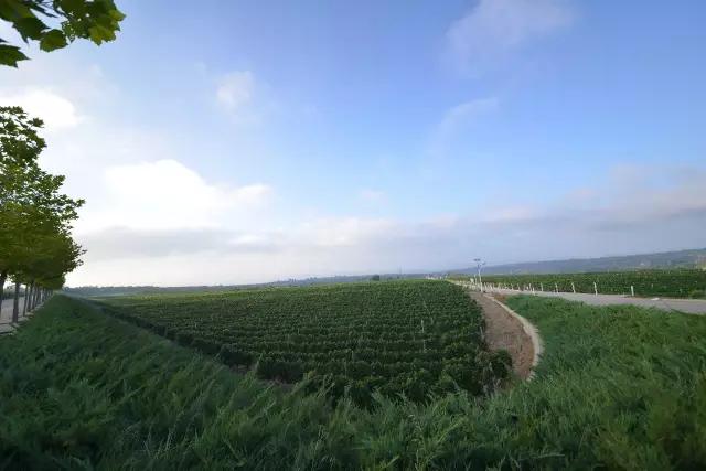 戎子酒庄一箱六瓶红酒,戎子酒庄在中国的地位