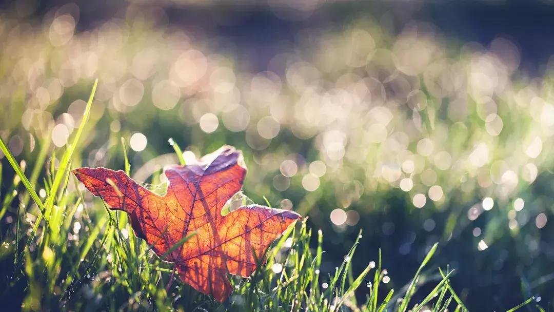 孩子出生就病死完整版,孩子出生就死了是什么情况