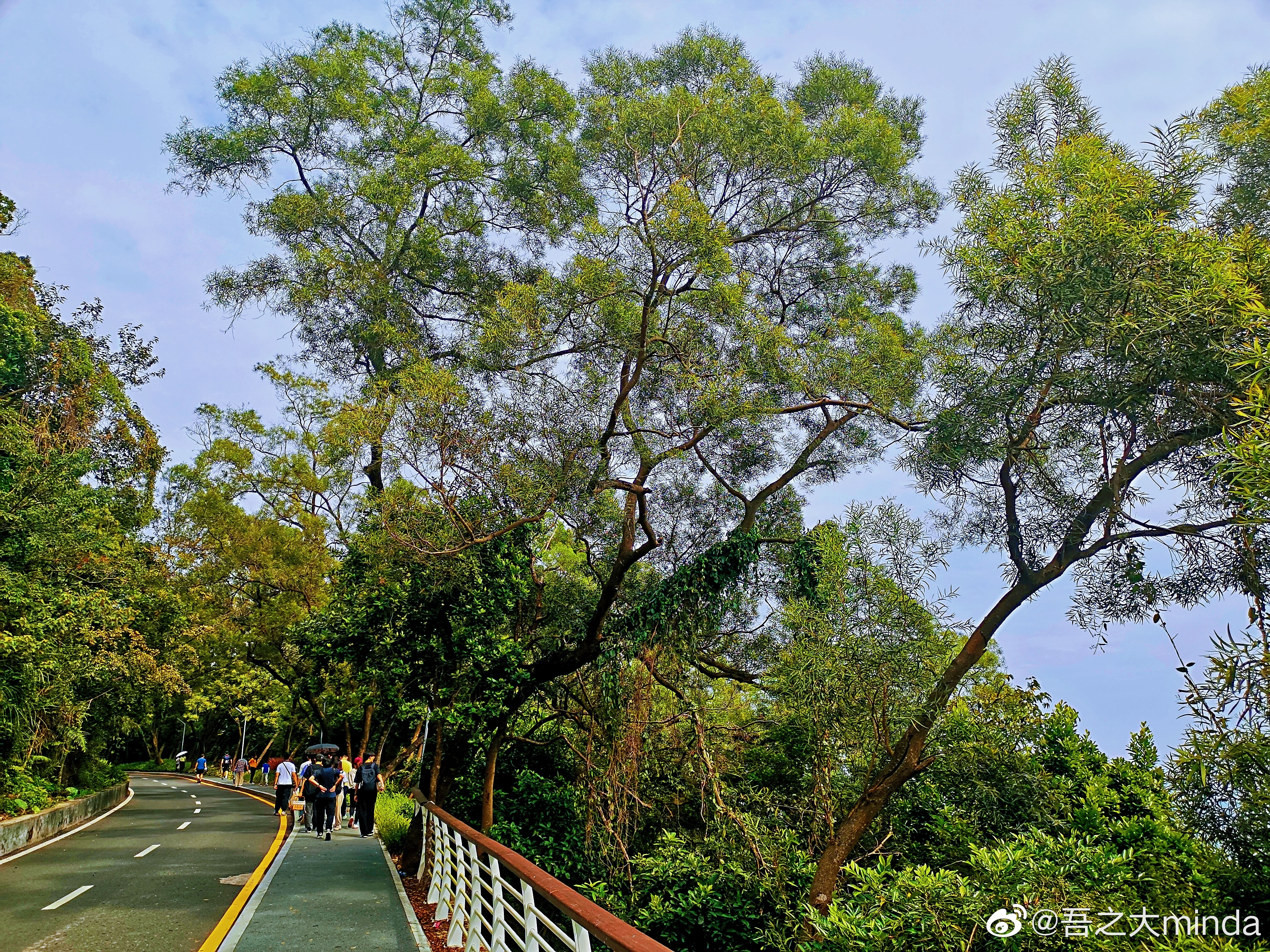 梧桐山下幽径,梧桐山下清风明月