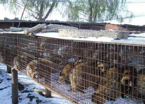 水貂养殖综合技术视频第一集,水貂养殖技术和养殖方法