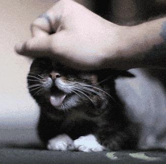 猫咪误吞小东西怎么办,猫咪吃了异物怎么快速拉出来