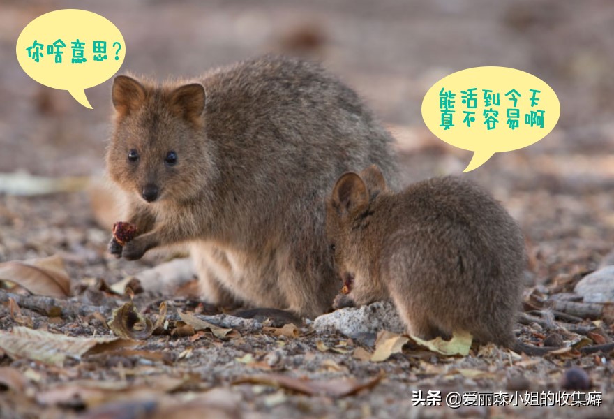 为什么我们会微笑?10个关于微笑袋鼠的萌萌秘密