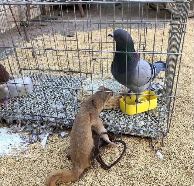 家里养的鹦鹉突然消失,家里养的鹦鹉总掉毛是怎么回事啊