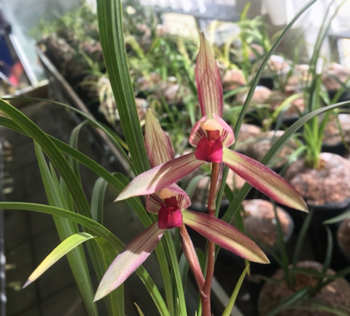 墨兰黑珍珠兰花多少钱一苗,此兰花被誉为国兰第一红