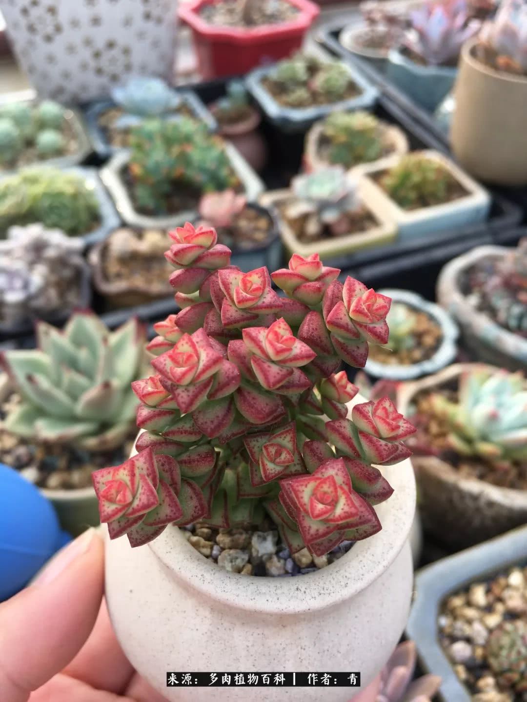 入坑多肉无法自拔,沉迷多肉无法自拔