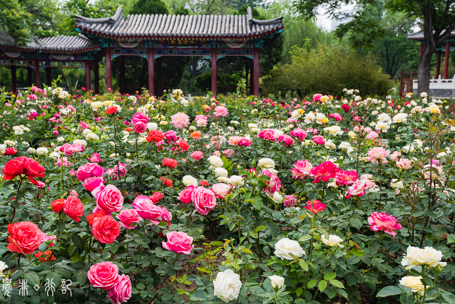 月季花中国特有品种,从中国运到欧洲的四种月季