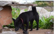 饥荒无情，狗通人意，救了两条人命