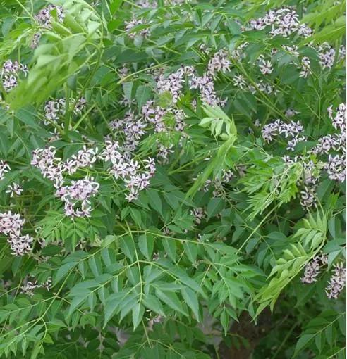 苦楝花开作文,苦楝花开时间