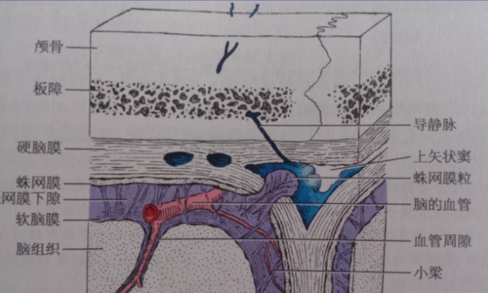 病例咨询:22个月大的小女孩,患了蛛网膜囊肿,该不该手术?