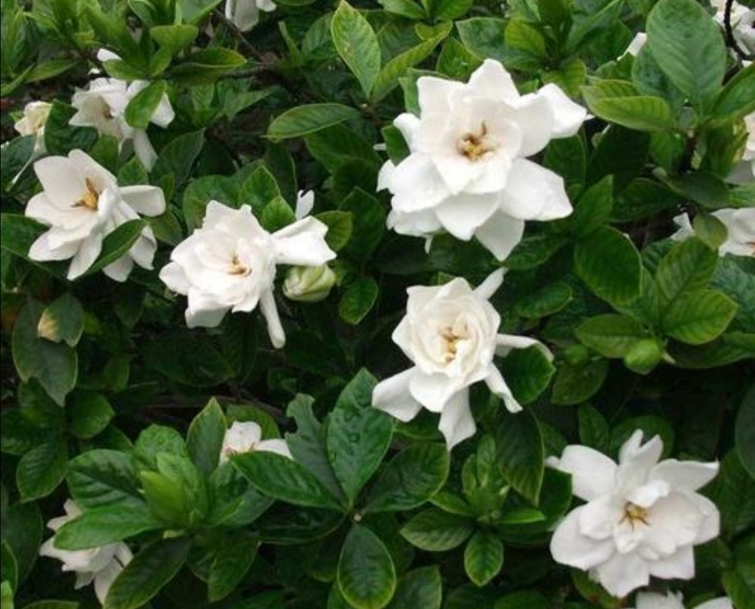 栀子花黄叶是什么原因用什么办法,栀子花黄叶有什么管用的方法解决