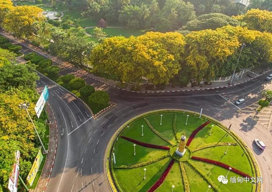 紫檀花开独一无二,紫檀花开了视频