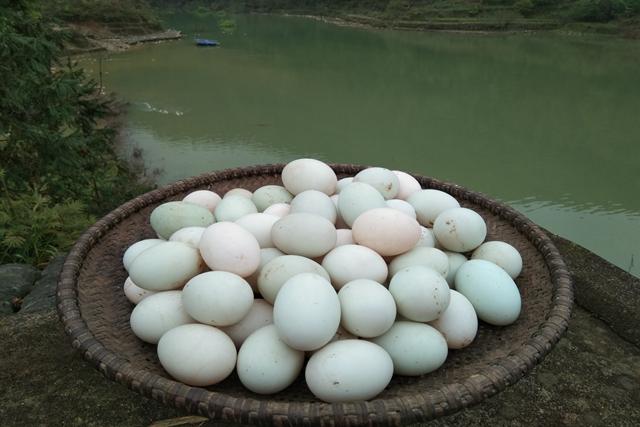 怀孕后要少吃黄豆芽吗,怀孕吃鸭蛋宝宝不得黄疸吗