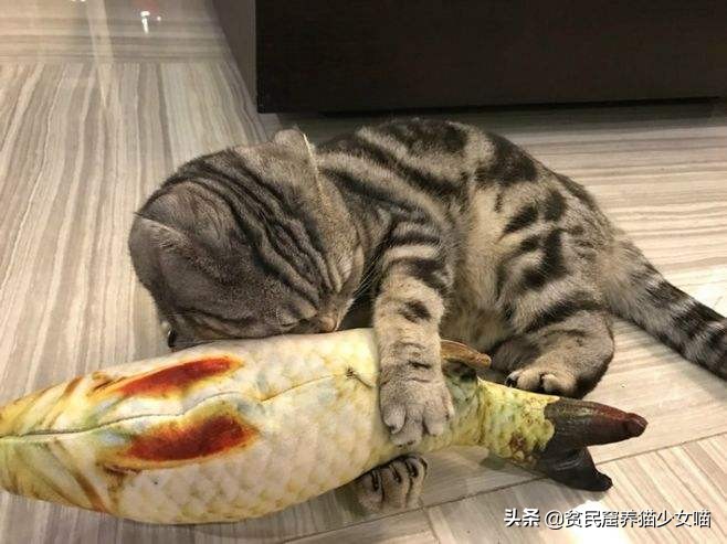 猫咪必备玩具排行榜,猫咪最爱的7款玩具