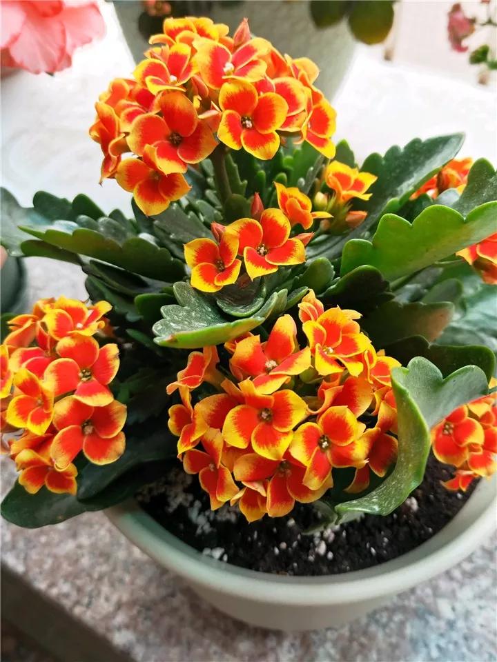 长寿花，寓意好、开花漂亮，花期长，品种多达300个