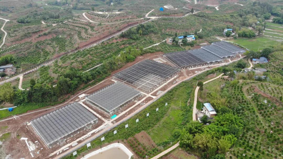 井研乡镇杂交柑橘栽培管理技术,井研柑橘项目的具体做法有哪些