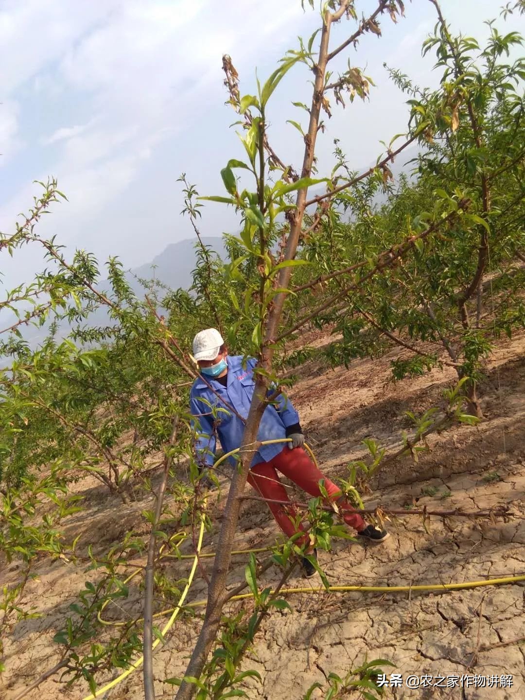 防治果树根腐病的特效药,果树根腐克星怎么使用