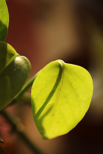 室内小盆栽植物绿萝,植物绿萝有什么寓意