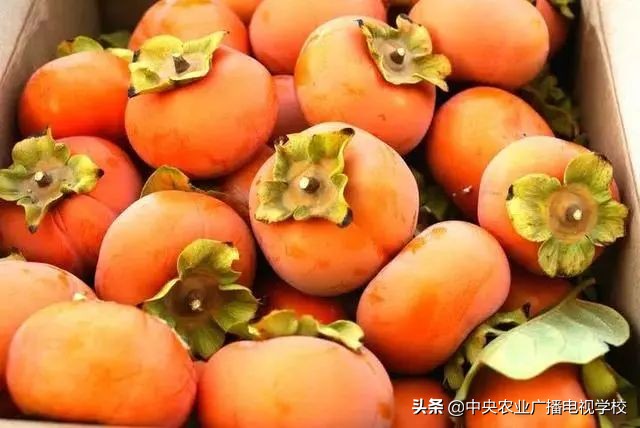 柿子脱涩是用凉水泡还是用熟苹果,柿子脱涩用什么方法最快呀