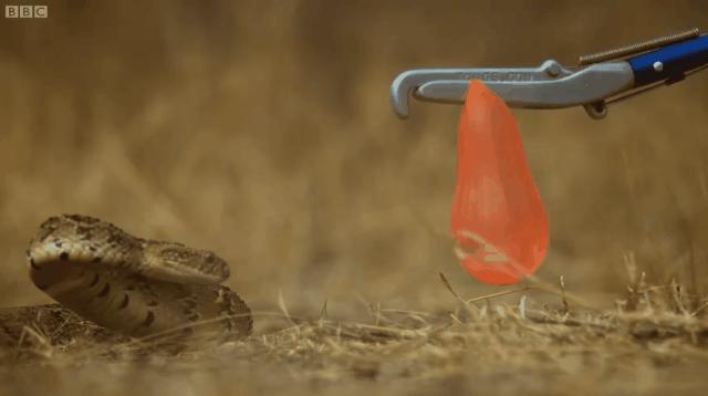 要不是因为强大的繁殖和适应能力，也许它会被天敌吃成濒危动物