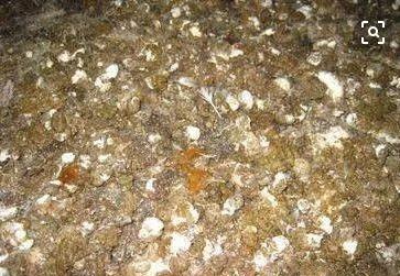 蛋鸡霉菌侵害生殖系统怎么治疗,蛋鸡养殖中霉菌毒素的危害和治疗