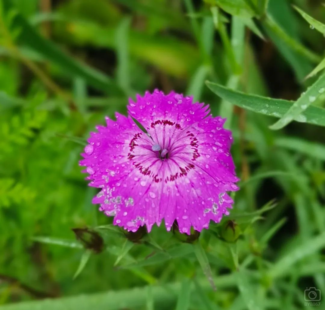徒步穿越北驼梁完整版,穿越花海古道游记
