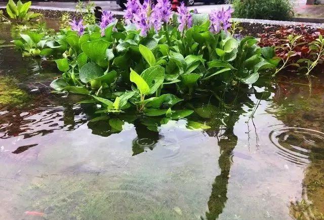 鱼池如何改造成花池,花池改鱼池如何做过滤