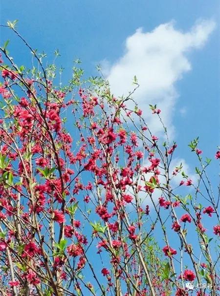 成都桃花花海,成都绕城周边花海