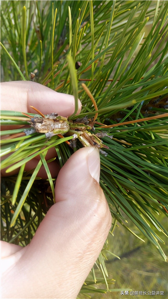 油松发黄枯死,油松枯萎怎么回事