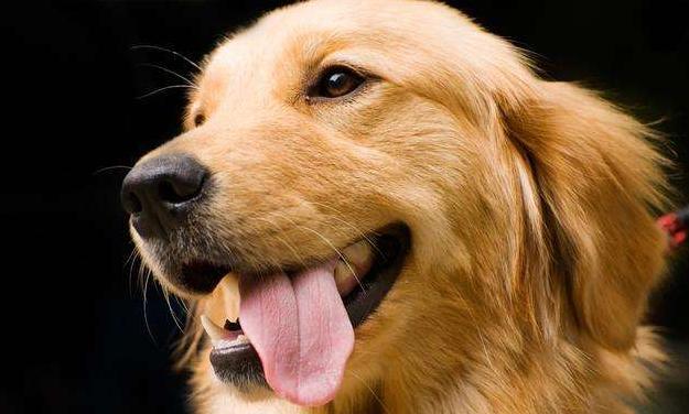 一些常见的宠物狗价格是多少,10种常见的宠物狗价格