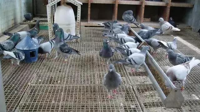 趁早淘汰那些没有未来的鸽子！