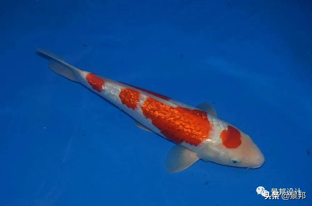 锦鲤鱼池及生化过滤系统多少钱,锦鲤鱼池用什么过滤最好呢