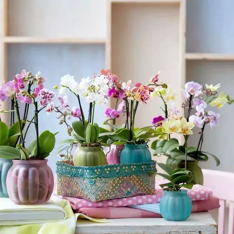 吉祥兰品种大全,六种吉祥兰花