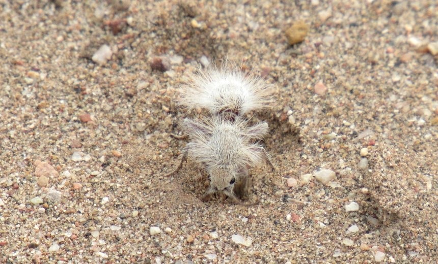 地球上最奇特的十种人,世界上有哪些奇特的动物或植物