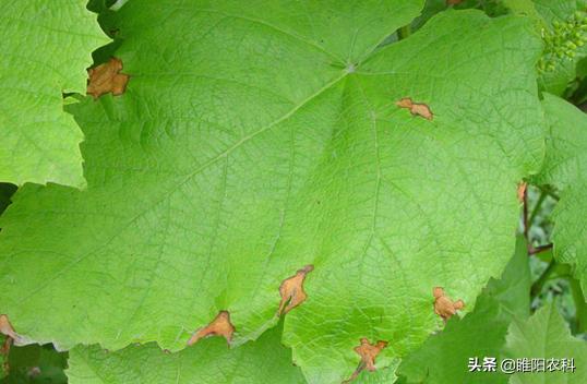 阳光玫瑰葡萄白腐病与霜霉病区别,葡萄溃疡病与白腐病有什么区别